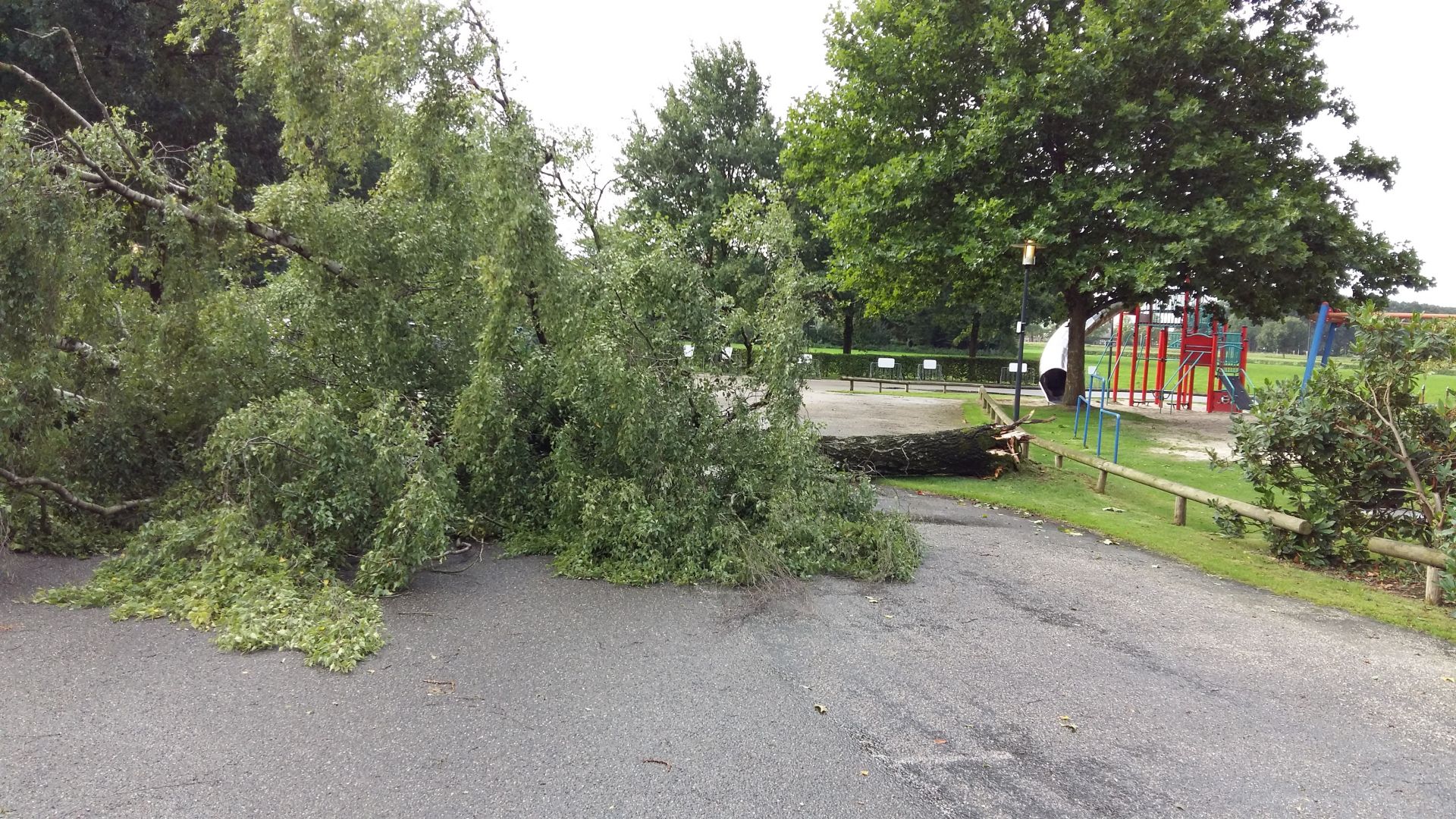 Storm velt grote berkenboom op parkeerplaats &rsquo;t Hoogspel