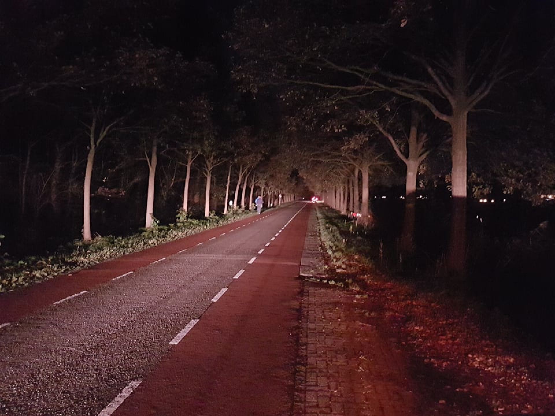 Loslopende koeien zorgen voor gevaarlijke situatie op Kanaaldijk Delden