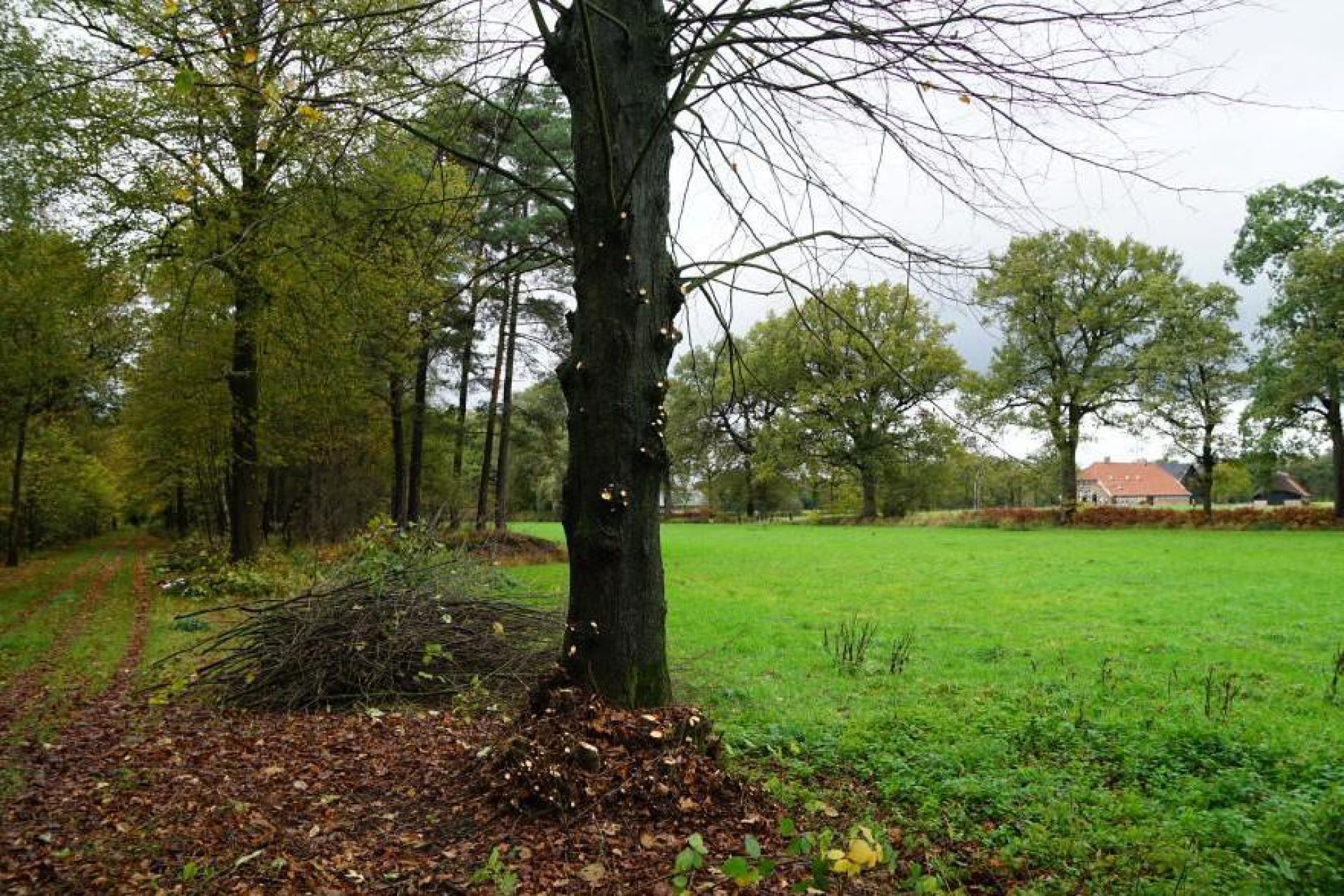 Grote opkomst natuurwerkochtend Vrienden van Twickel
