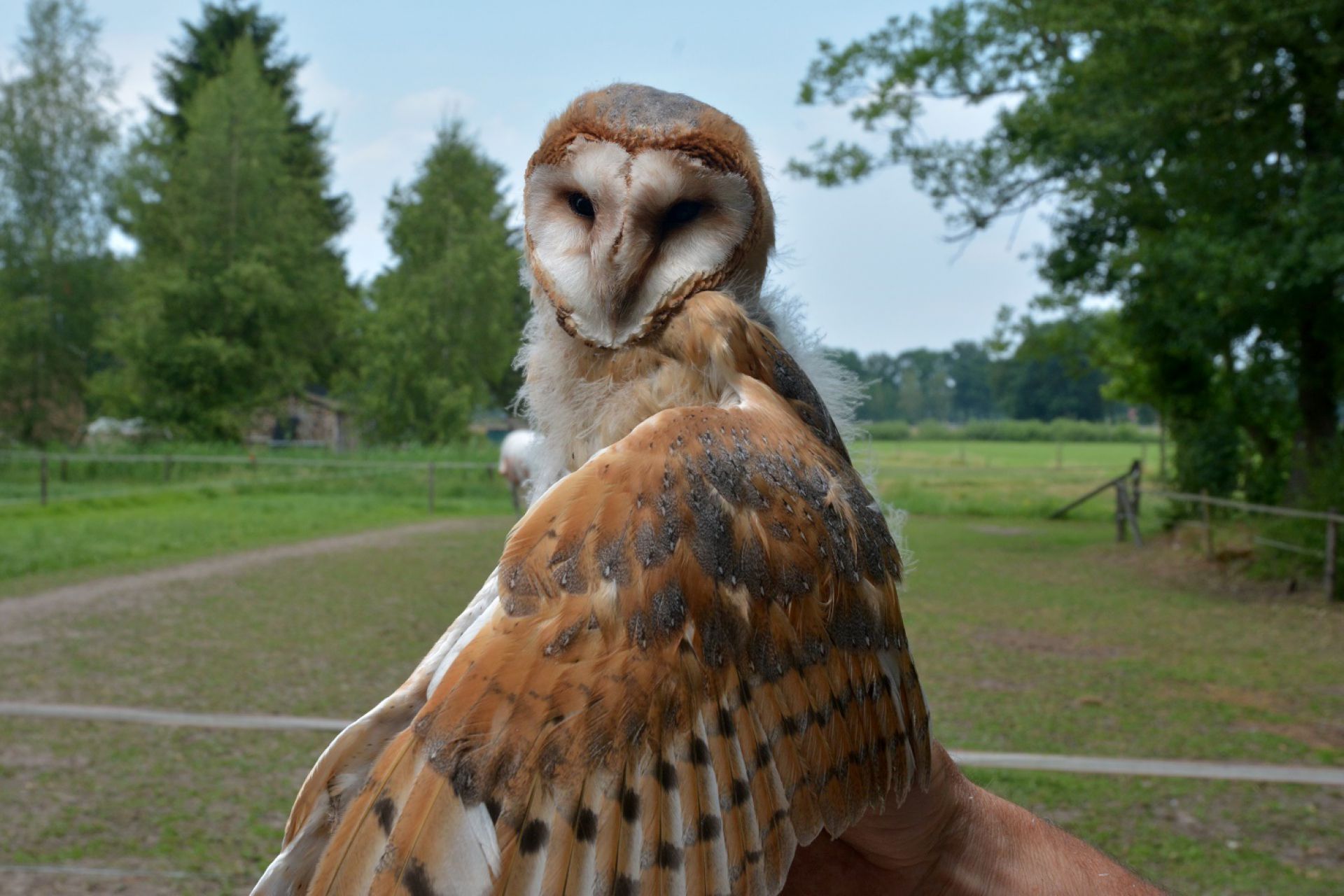 Stichting Hofvogels krijgt 40.000 euro voor bescherming Kerkuil 