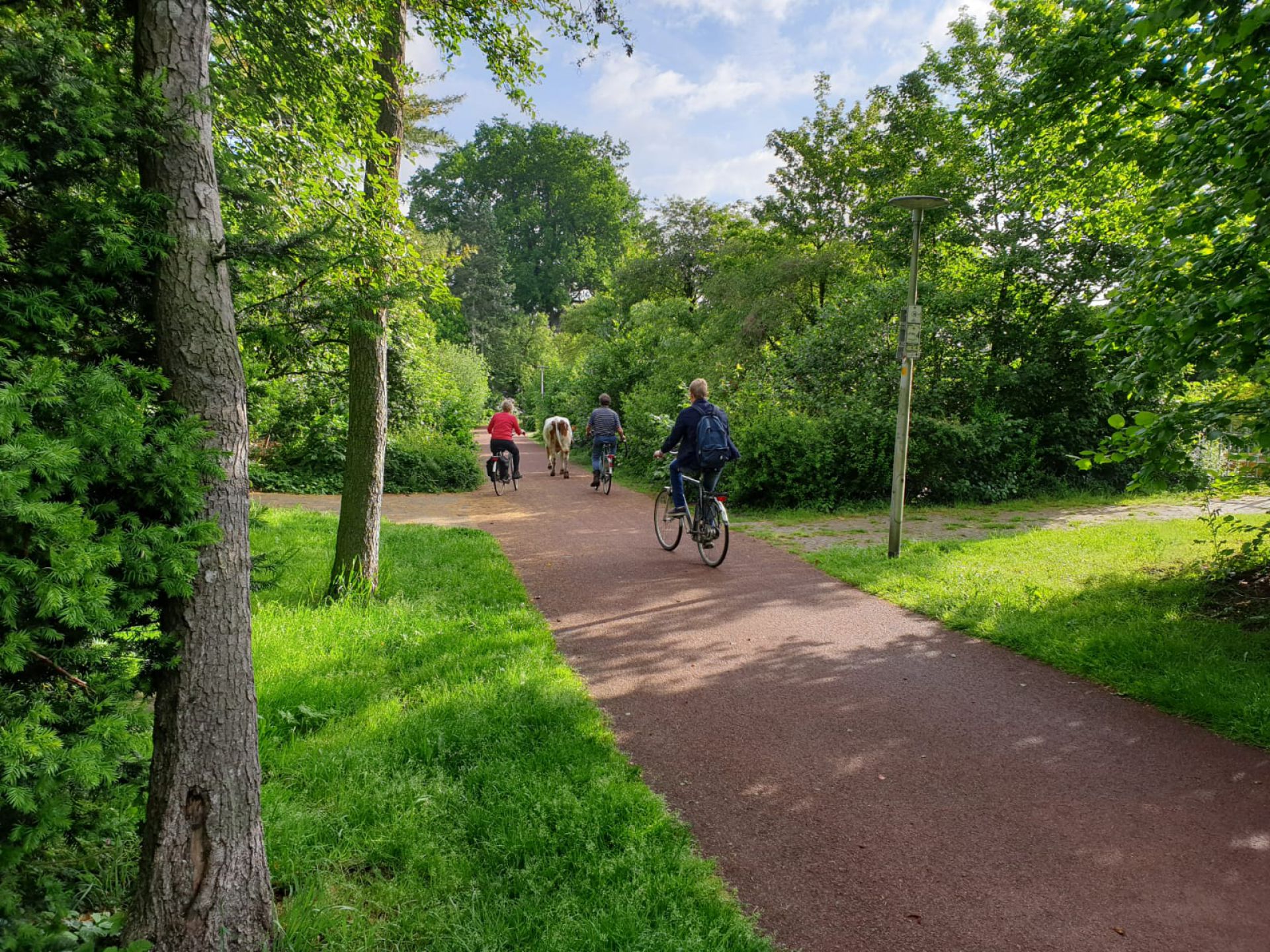 Koeien breken uit aan &lsquo;rode pad&rsquo; in Delden