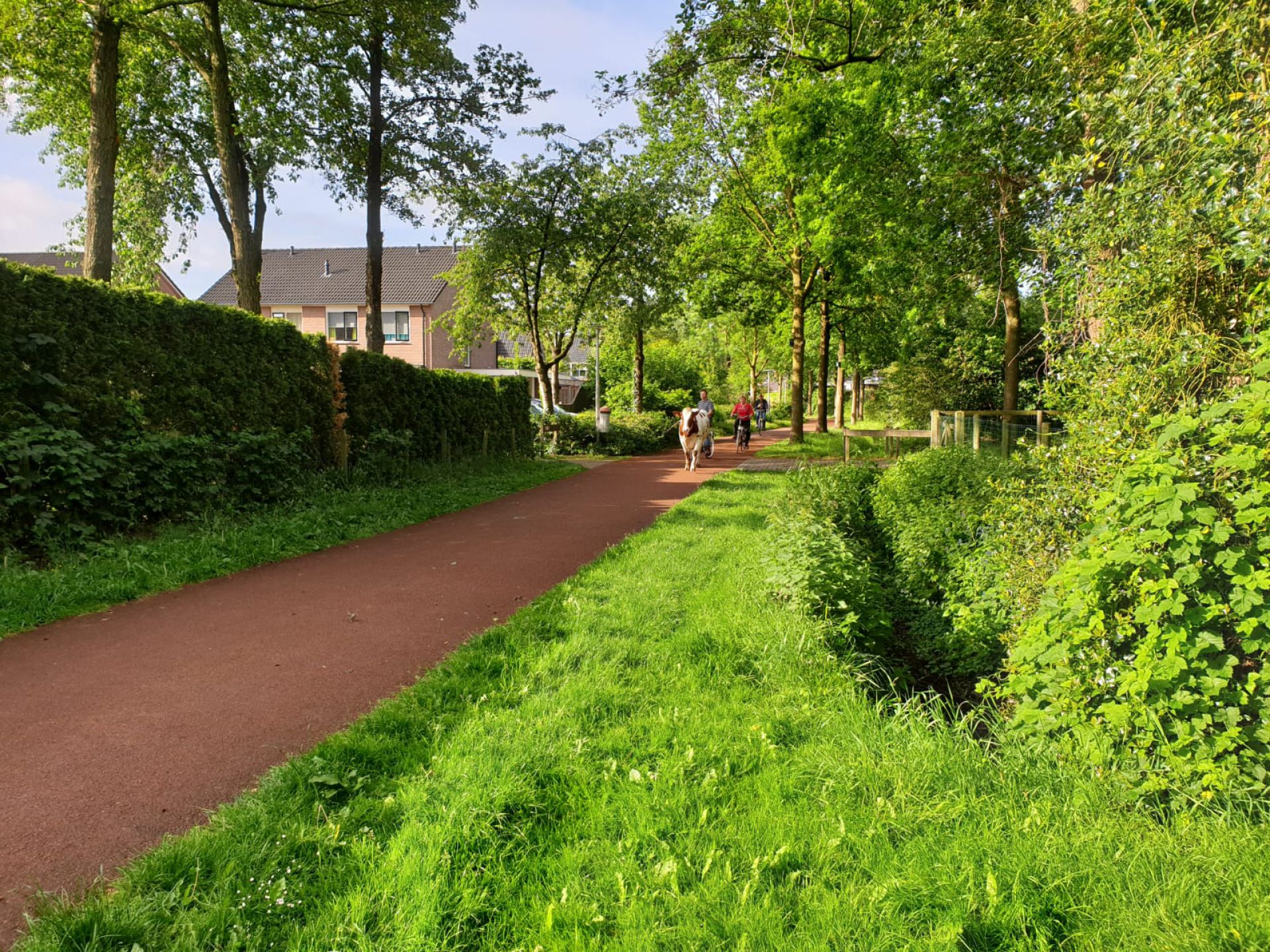 Koeien breken uit aan &lsquo;rode pad&rsquo; in Delden