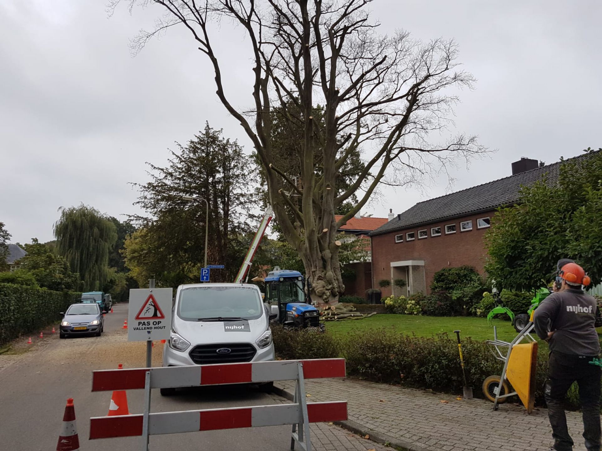 Video: Monumentale beuk aan Dr. Gewinstraat gekapt