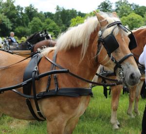 Twenterit Koets&rsquo;n Keerls Delden