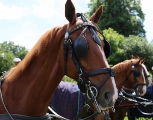 Twenterit Koets&rsquo;n Keerls Delden
