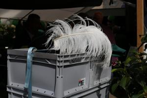 Schuttersfeesten Delden zondag 2017