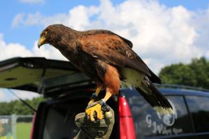 Schuttersfeesten Delden zondag 2017