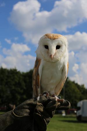 Schuttersfeesten Delden zondag 2017