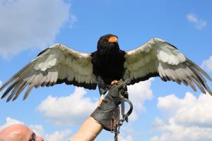Schuttersfeesten Delden zondag 2017