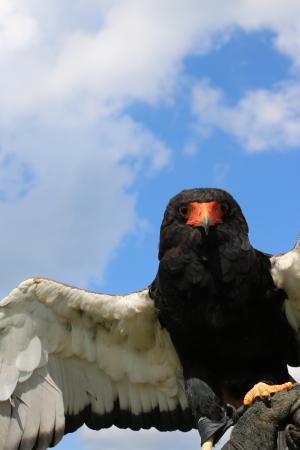 Schuttersfeesten Delden zondag 2017