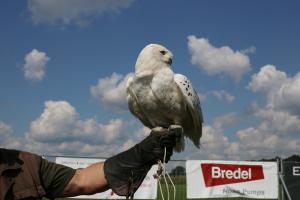 Schuttersfeesten Delden zondag 2017