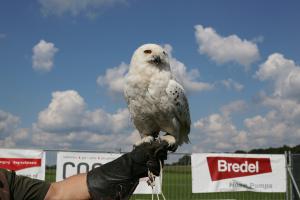 Schuttersfeesten Delden zondag 2017