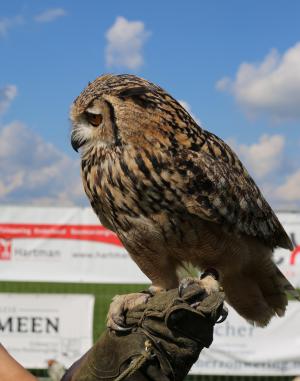 Schuttersfeesten Delden zondag 2017