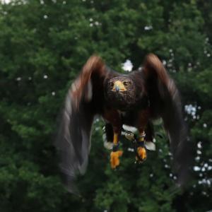 Schuttersfeesten Delden zondag 2017