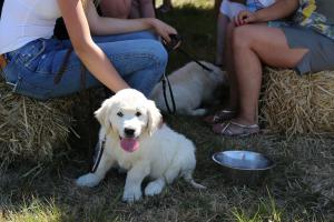 Family Fair 2018