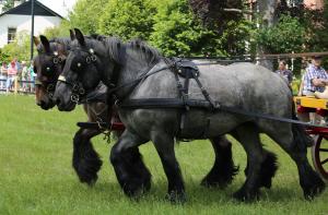 Twenterit Koets&rsquo;n Keerls Delden