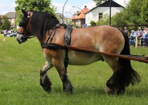Twenterit Koets&rsquo;n Keerls Delden