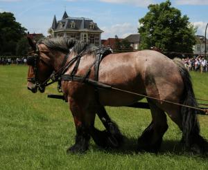 Twenterit Koets&rsquo;n Keerls Delden
