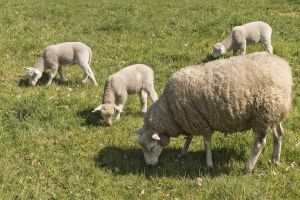 Kinderen welkom bij schapenscheren Wendezoele