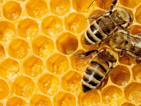 Honing en Bijen week Wendezoele uitgesteld