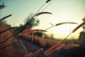 Natuur
