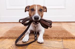 Stichting Dierenambulance Hof van Twente 