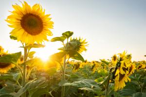 Zonnebloem afdeling Stad en Ambt Delden